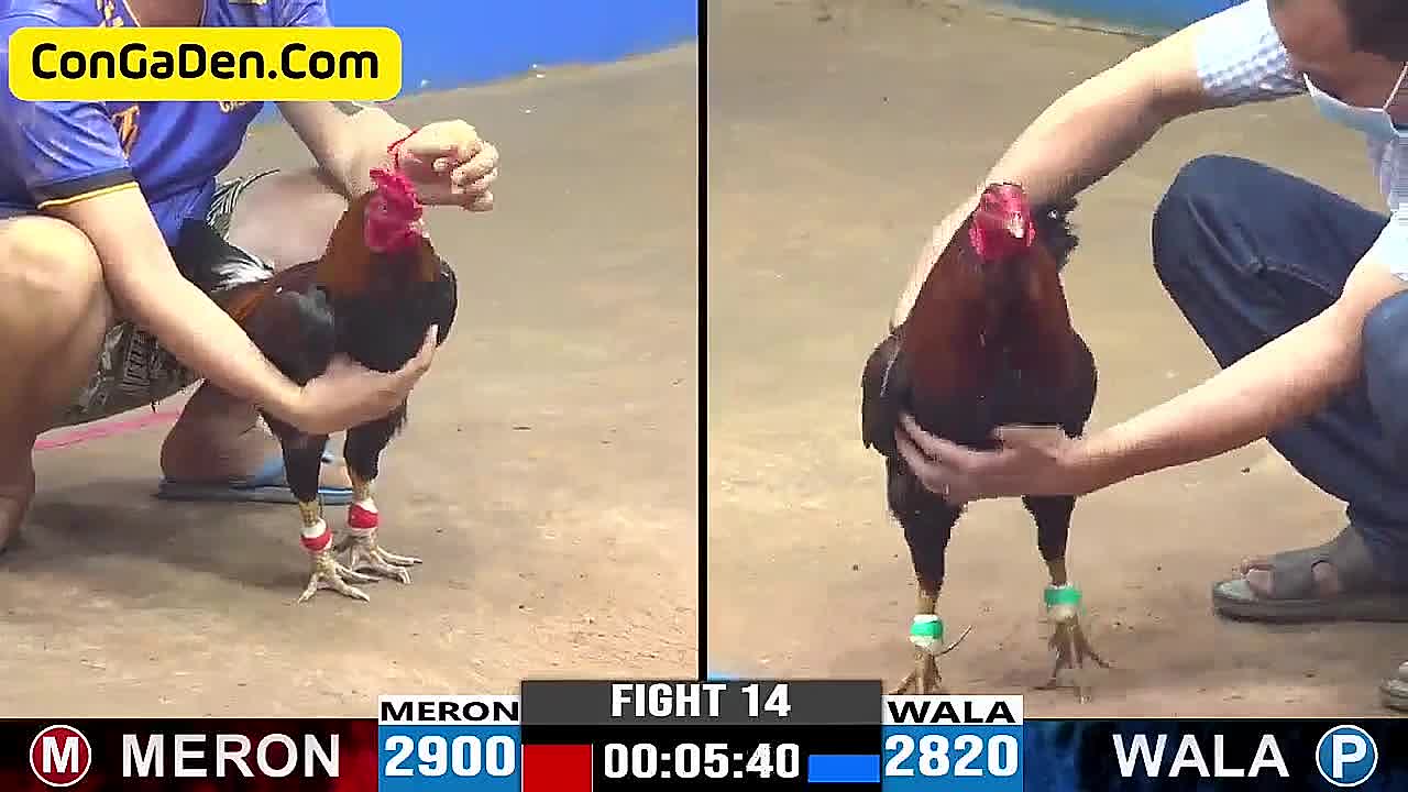 Video - Đá gà Thomo CPC3 ngày 29-04-2024